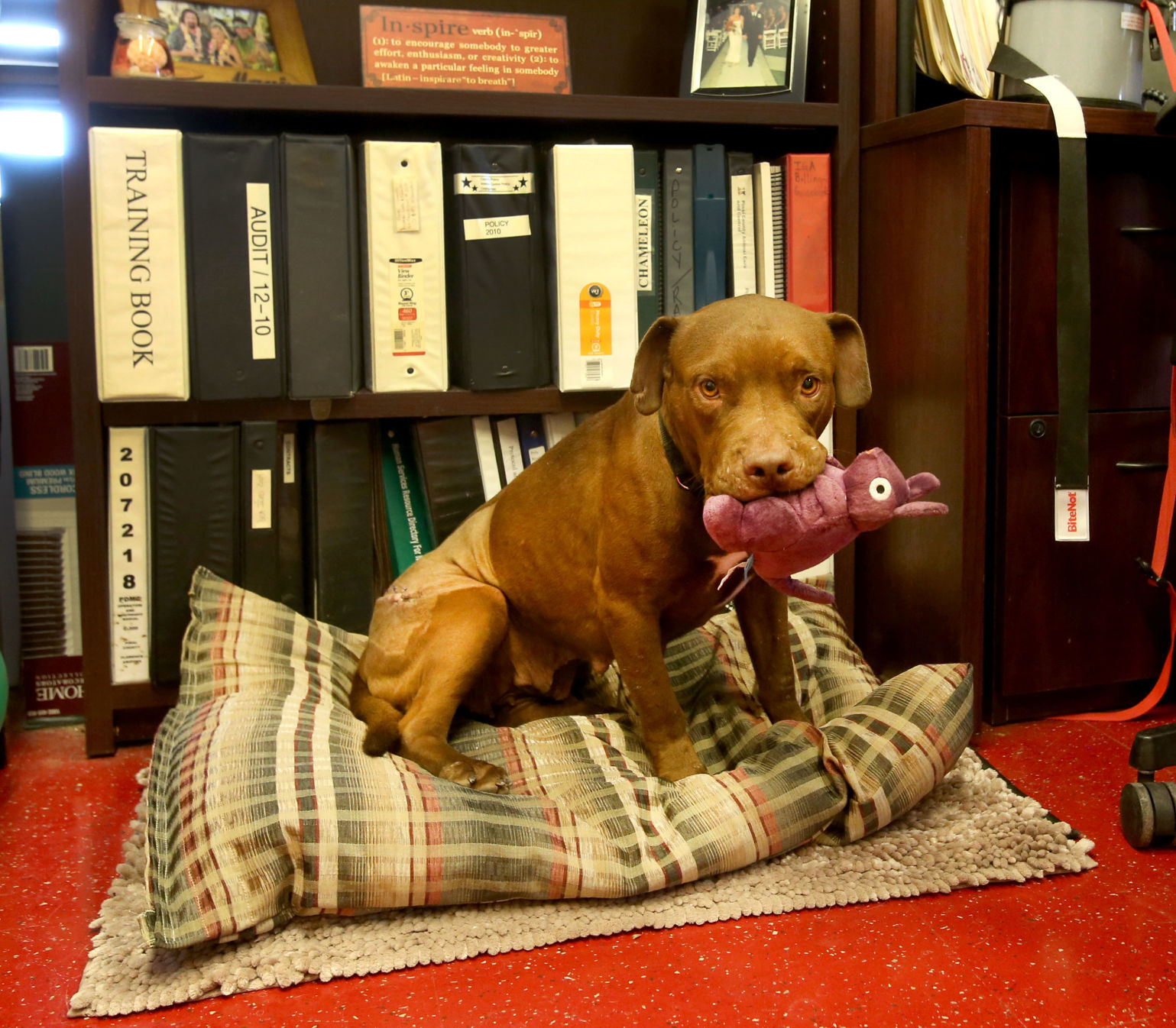 Dog Beds